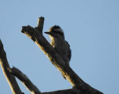 Yungipicus moluccensis