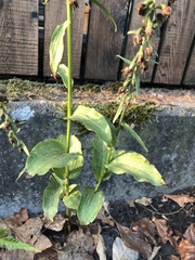 Epipactis helleborine