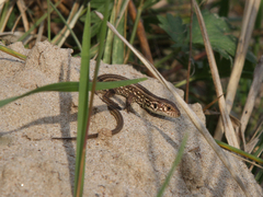 Lacerta agilis exigua