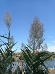 Phragmites
