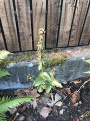 Epipactis helleborine