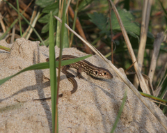 Lacerta agilis exigua