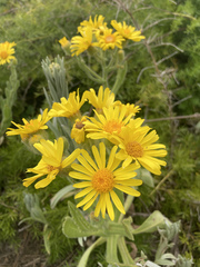Senecio selloi