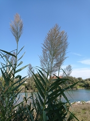 Phragmites