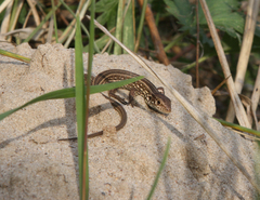 Lacerta agilis exigua
