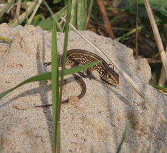 Lacerta agilis exigua