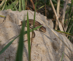 Lacerta agilis exigua