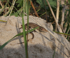 Lacerta agilis exigua