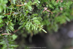 Pleurozium schreberi