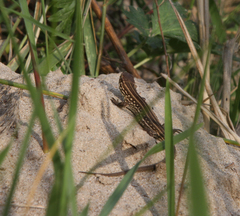 Lacerta agilis exigua
