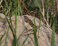 Lacerta agilis exigua