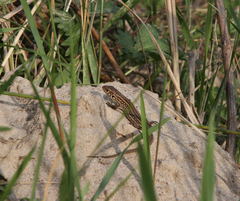 Lacerta agilis exigua