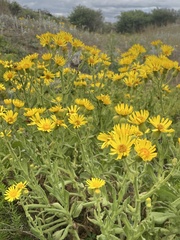 Senecio selloi