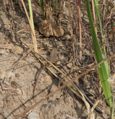 Lacerta agilis exigua
