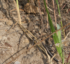 Lacerta agilis exigua