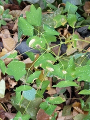 Thalictrum venulosum