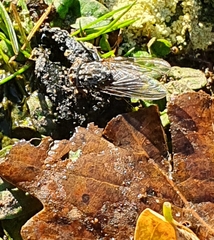 Calliphora vomitoria