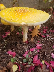Amanita