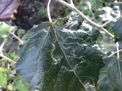 Phyllocnistis populiella