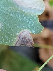 Phytomyza aquilegiae group