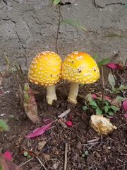 Amanita