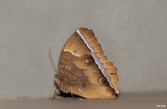 Thaumantis noureddin