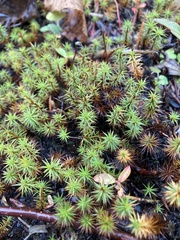 Polytrichum