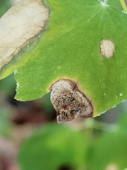 Phytomyza aquilegiae group