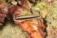 Gobius vittatus