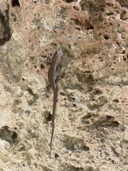 Algyroides nigropunctatus