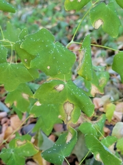 Phytomyza aquilegiae group