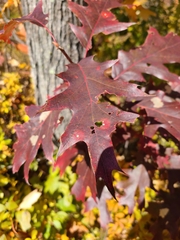 Quercus rubra