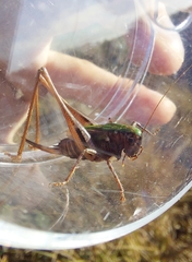 Metrioptera brachyptera