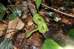 Trimeresurus rubeus