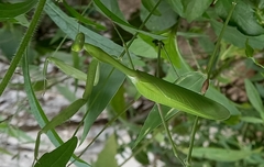 Hierodula membranacea