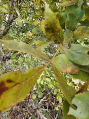 Carya texana