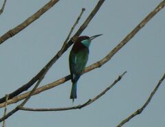Merops viridis