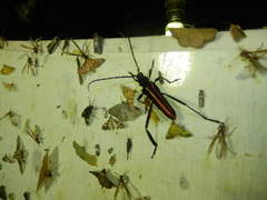 Callichroma auricomum