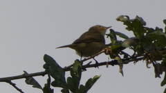 Phylloscopus collybita