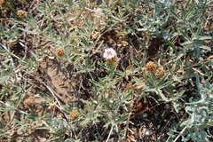 Phyla cuneifolia