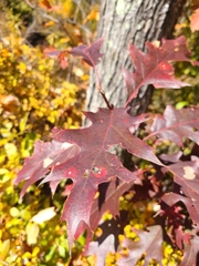 Quercus rubra