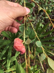 Lyonia fruticosa
