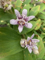 Tricyrtis