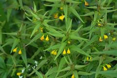 Melampyrum sylvaticum