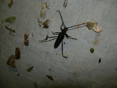 Callichroma auricomum