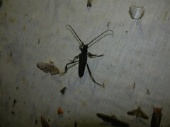 Callichroma auricomum