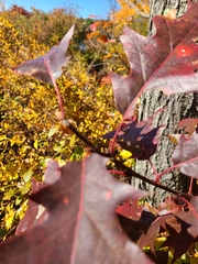 Quercus rubra