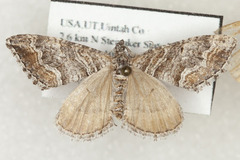 Perizoma custodiata