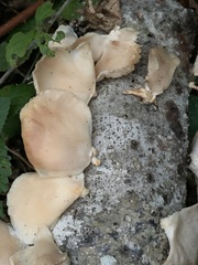 Pleurotus ostreatus