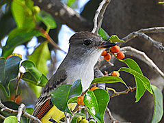 Myiarchus